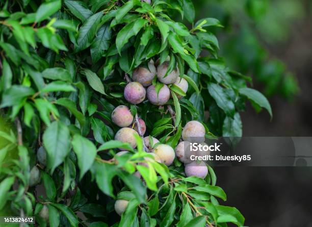 Fresh Plum Fruits Stock Photo - Download Image Now - Agriculture, Asia, Autumn
