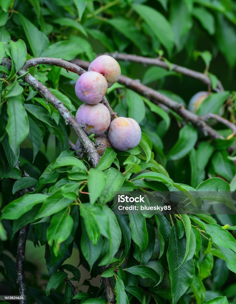 Fresh plum fruits Plum fruits on the tree at plantation in Northern Vietnam. Agriculture Stock Photo
