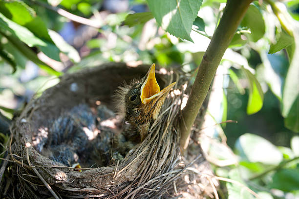istock Fieldfare Chicks on the Nest 161382472