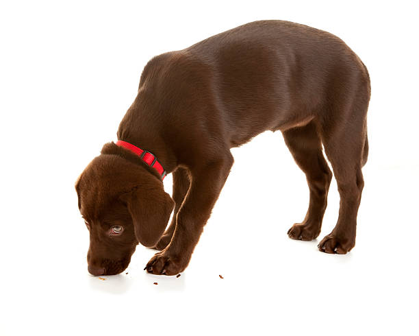 istock Adorable Chocolate Lab Puppy Sniffing 161382581