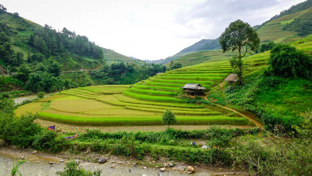 istock Landscape of terraced rice fields in Vietnam 1613827865