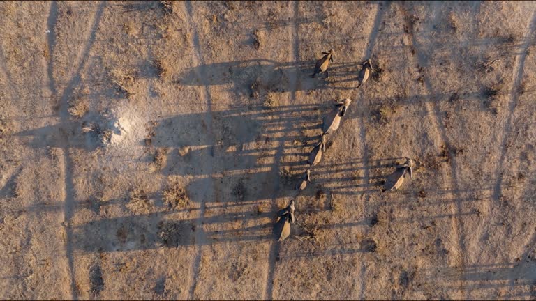 Straight down aerial. Small group of elephants leaving a waterhole