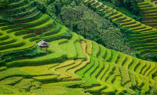 Many terraced rice fields at sunny day in Sapa, Northern Vietnam. The northwest market town of Sapa is colorful and charming in Vietnam.