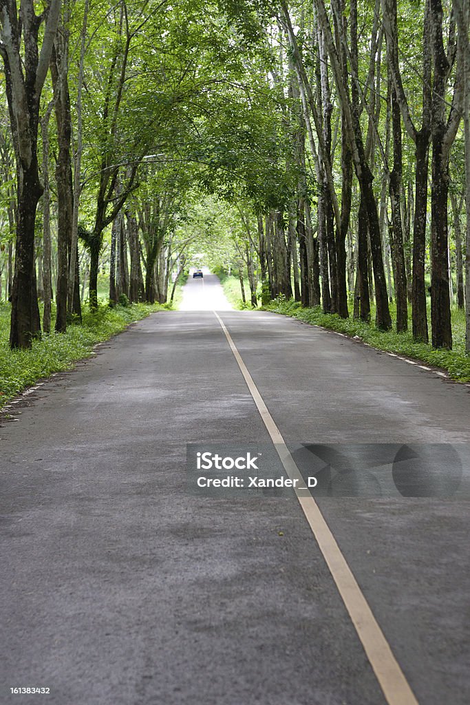 Árboles de caucho - Foto de stock de Vía libre de derechos