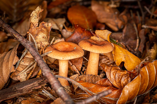Crisp fallen leaves and fungi on the forest floor, on an autumn day in Sussex