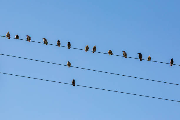 istock Looking up at starlings perched on a telegraph pole on a summer's day 1613836418