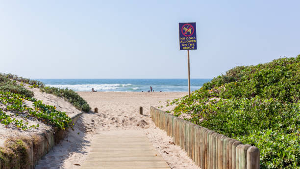 istock Beach Ocean Horizon Pathway Dog Sign 1613836507