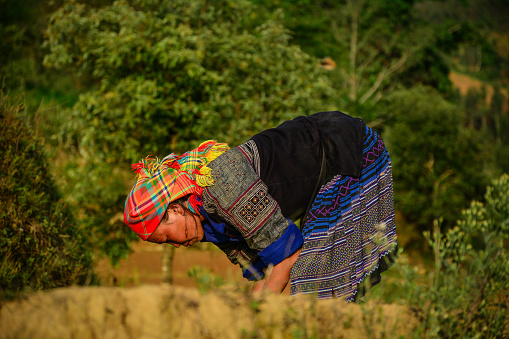 Sapa, Vietnam - May 28, 2016. A woman on rice field in Sapa, Vietnam. Sapa is a frontier township and capital of Sa Pa District in Lao Cai Province in north-west Vietnam.