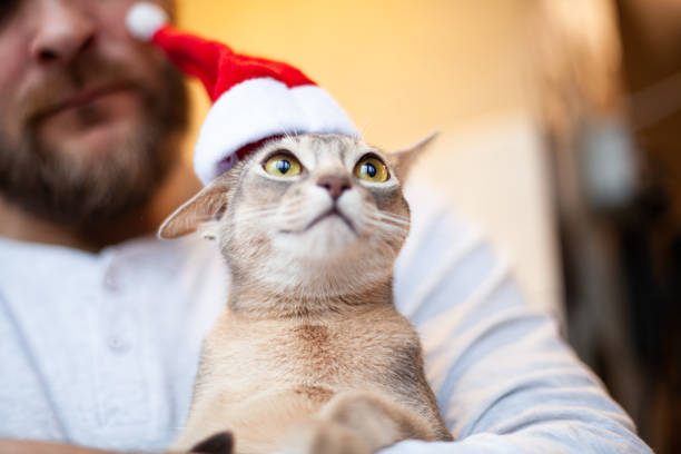 istock Funny abyssinian cat with santa hat on head. Pets care. 1613863784