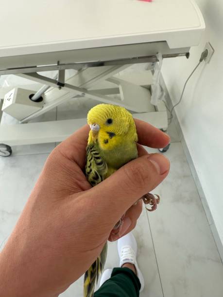 istock Parrot in the veterinary clinic 1613865304