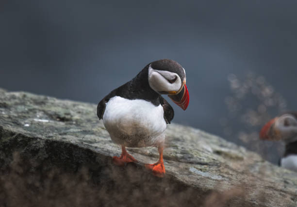 istock puffin standing on a rock by the sea 1613874990