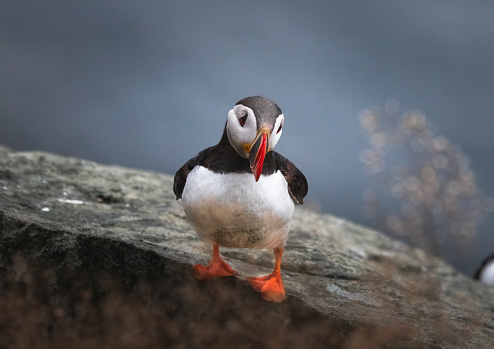 Atlantic puffin stands on a rock, Norway