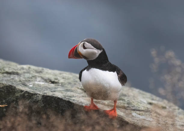 istock puffin standing on a rock by the sea 1613875701