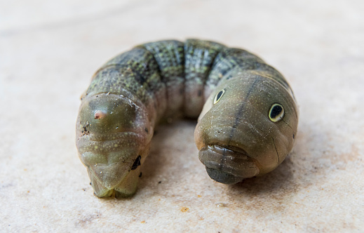 Close up of a caterpillar on a white background in Greece