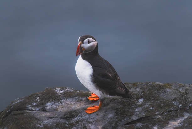 istock Atlantic puffin (Fratercula arctica) stands on a rock 1613878203