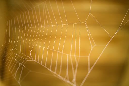 drops of dew on a spider web glowing in the morning on yellow natural background