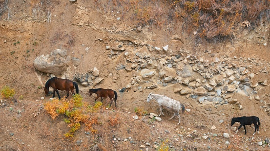 Horses and Foals Struggle Amidst Rocks in Mountain Gorge by Stream. Watch as the horses navigate challenging terrain, climbing rocky paths in the mountains beside a serene stream