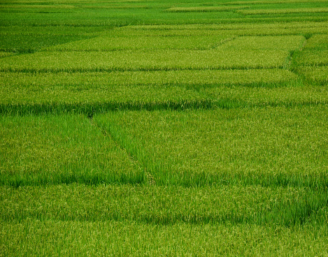 Rice field at summer in Hoa Binh Province, Northern Vietnam.