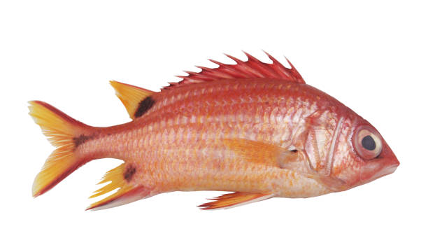 istock Soldier fish isolated on white. 1613911374
