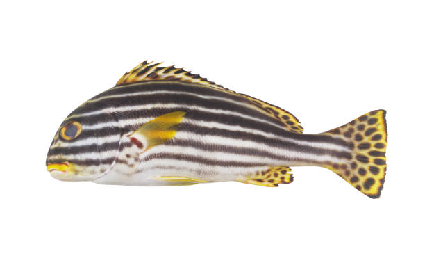 istock Oriental sweetlips fish isolated on white 1613911438