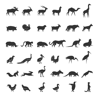 Animals. Different silhouettes of stylized wild and domestic monochrome animals recent vector pictures. Illustration of wildlife print element kangaroo, squirrel
