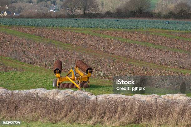 A Crop Of Leeks On A Devon Farm In Winter Uk Stock Photo - Download Image Now - Agricultural Activity, Agricultural Equipment, Agricultural Field
