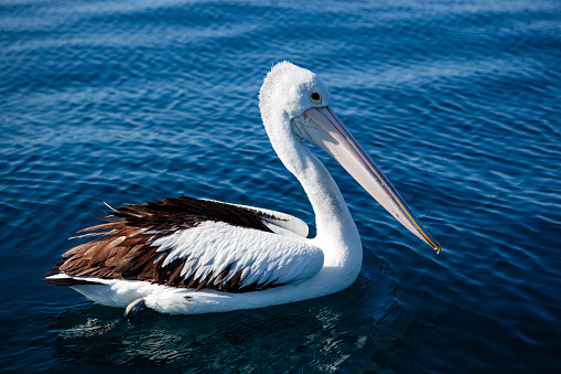 This is a horizontal, color photograph of a pelican sitting by the aqua colored water of Haulover Marina in Miami, Florida.