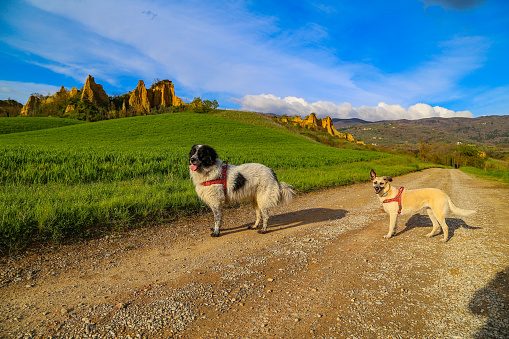 Two dogs walking in Le balze natural park, Valdarno, Italy