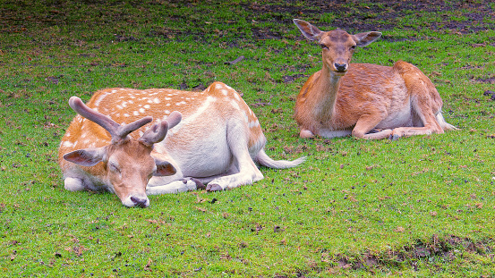 Public park with animals. Netherlands. A couple of fallow deer are resting nicely on a green meadow.