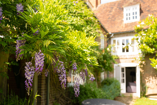 Shallow focus of wisteria seen growing in the garden of a large country house in England.