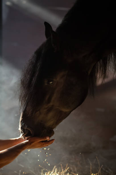 istock Black horse eats oats with his hands 1613964740