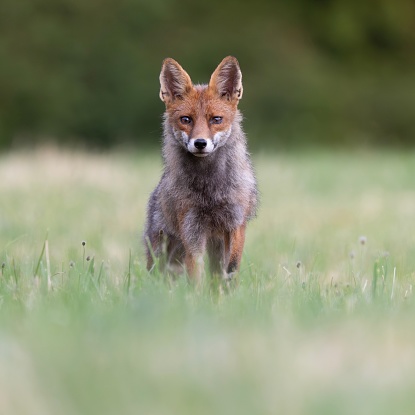 Beautiful red fox portrait on a hot summer evening in Germany