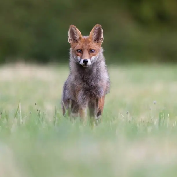 Beautiful red fox portrait on a hot summer evening in Germany