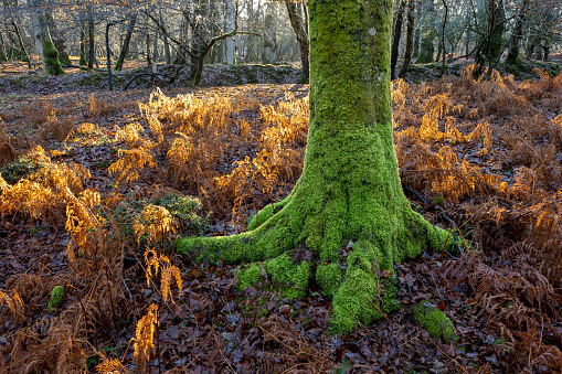 A mid winter scene of a moss covered tree surrounded by dead bracken on the forest floor all back lit by low sunlight in the New Forest, UK