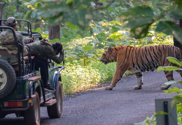 istock Tiger from the woods of India 1613979204