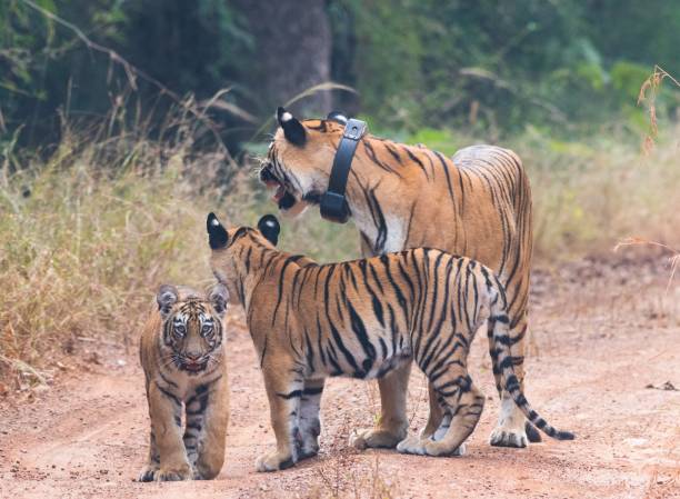 istock Tiger from the woods of India 1613979251