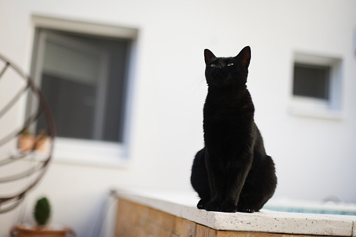 Domestic black female cat, about 12 months old.