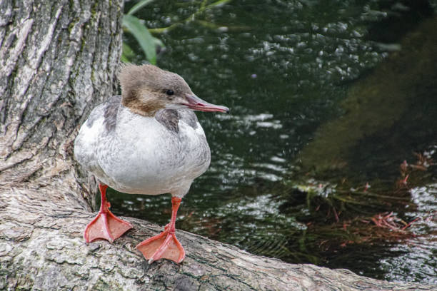 istock Close-up of bird perching on tree trunk 1613988075