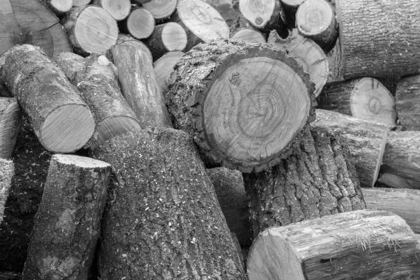 Photography on theme big wall of stacked oak tree logs in cracks, photo consisting of old oak tree logs on nature background, oak tree logs from textured round annual rings with stripes various size