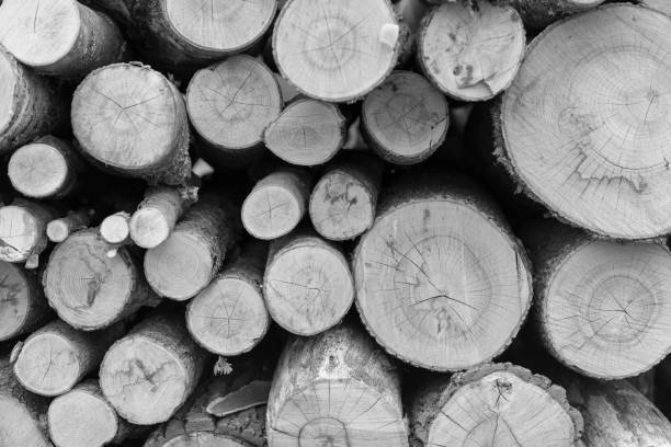 istock Photography on theme big wall of stacked oak tree 1613988609