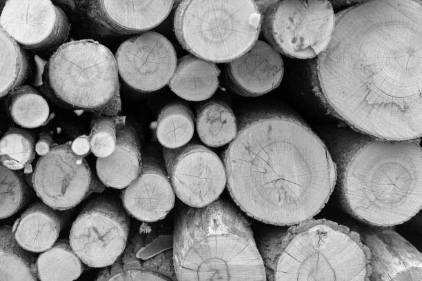 istock Photography on theme big wall of stacked oak tree 1613988617