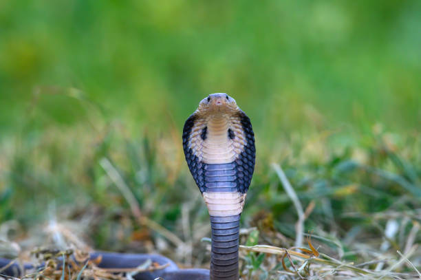 Indian Spectacled Cobra seen on a sunny winter day.