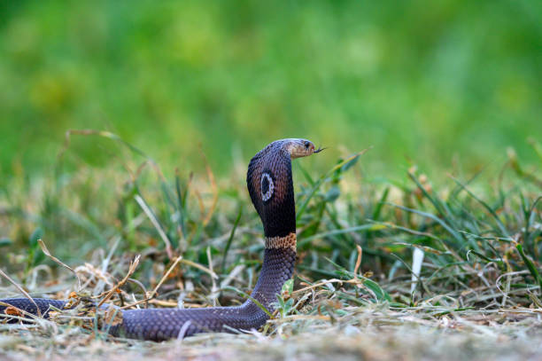 istock Monocled cobra ,A very poisonous and dangerous snake. 1613990836
