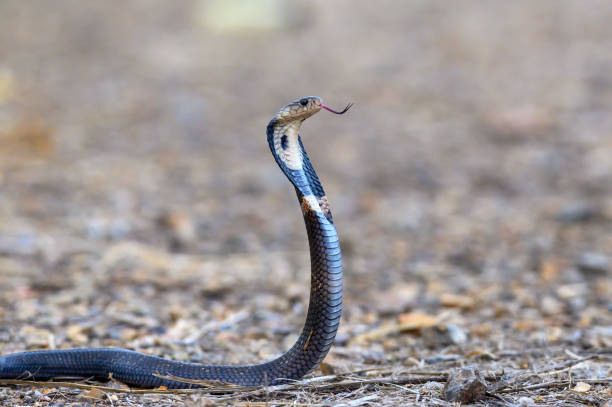 istock Monocled cobra ,A very poisonous and dangerous snake. 1613991362