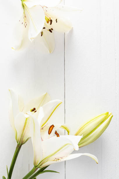 istock Beautiful white lilies on a white wooden background made of boards. frame. space for text. Vertical flat view. layout for design. postcard. 1614000340
