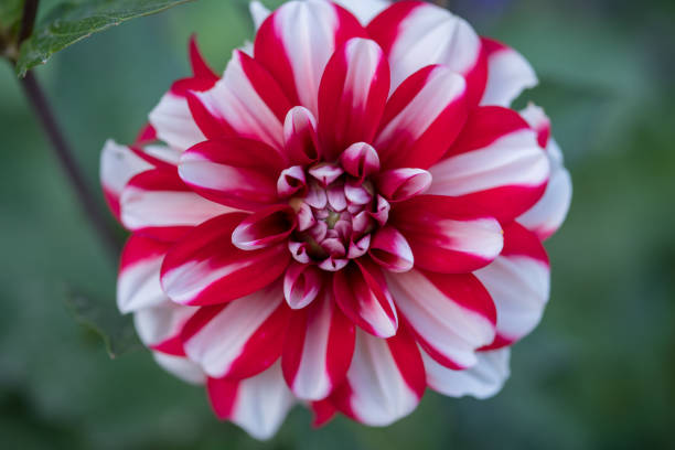 istock Red and white dahlia macro shot 1614009081
