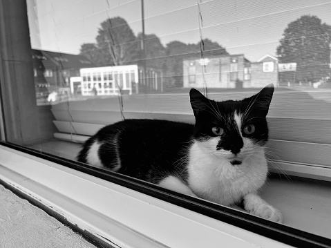 A black and white cat sat on a window sill looking out onto the street