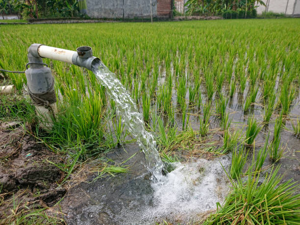 istock Irrigation of rice fields using pump wells with the technique of pumping water from the ground to flow into the rice fields. The pumping station where water is pumped from a irrigation canal system. 1614012749
