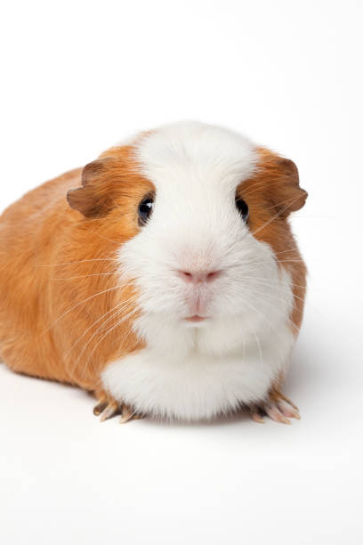 istock Single cute guinea Pig on white background close up 1614013846