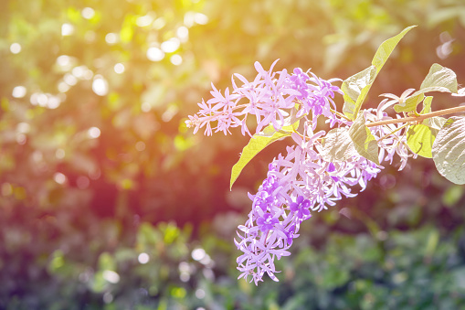 Bunch of beautiful Prangkram or purple wreach flower under morning light in soft light purple tone